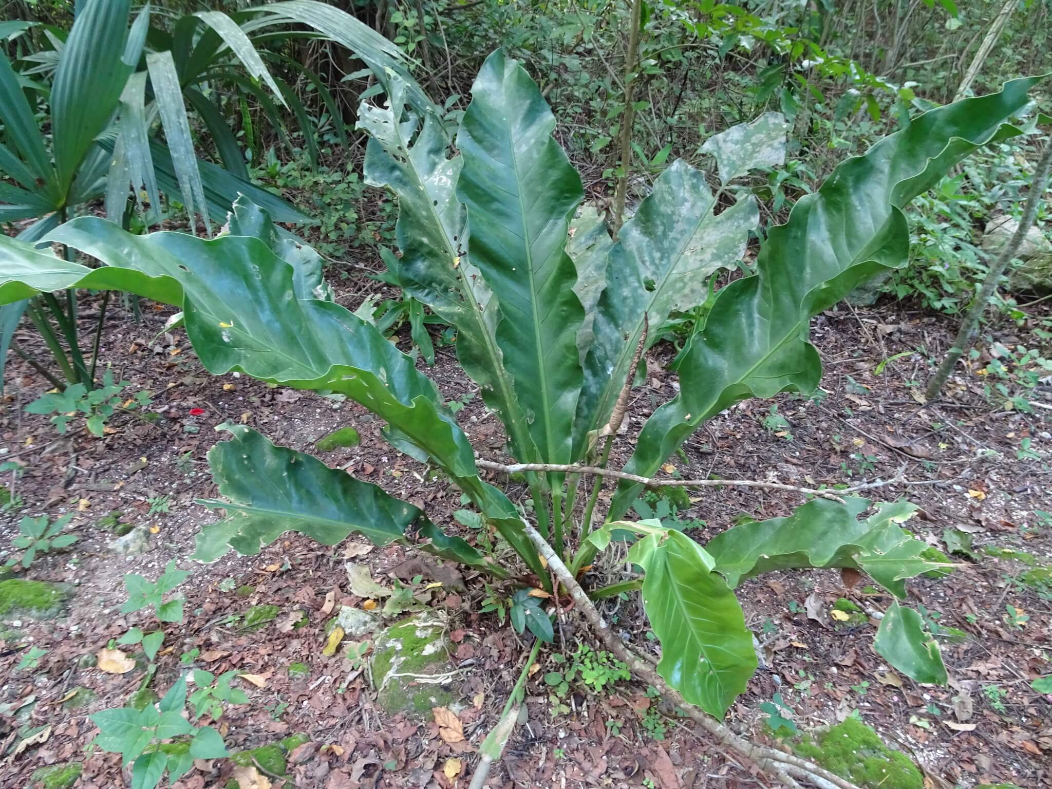 Plantid